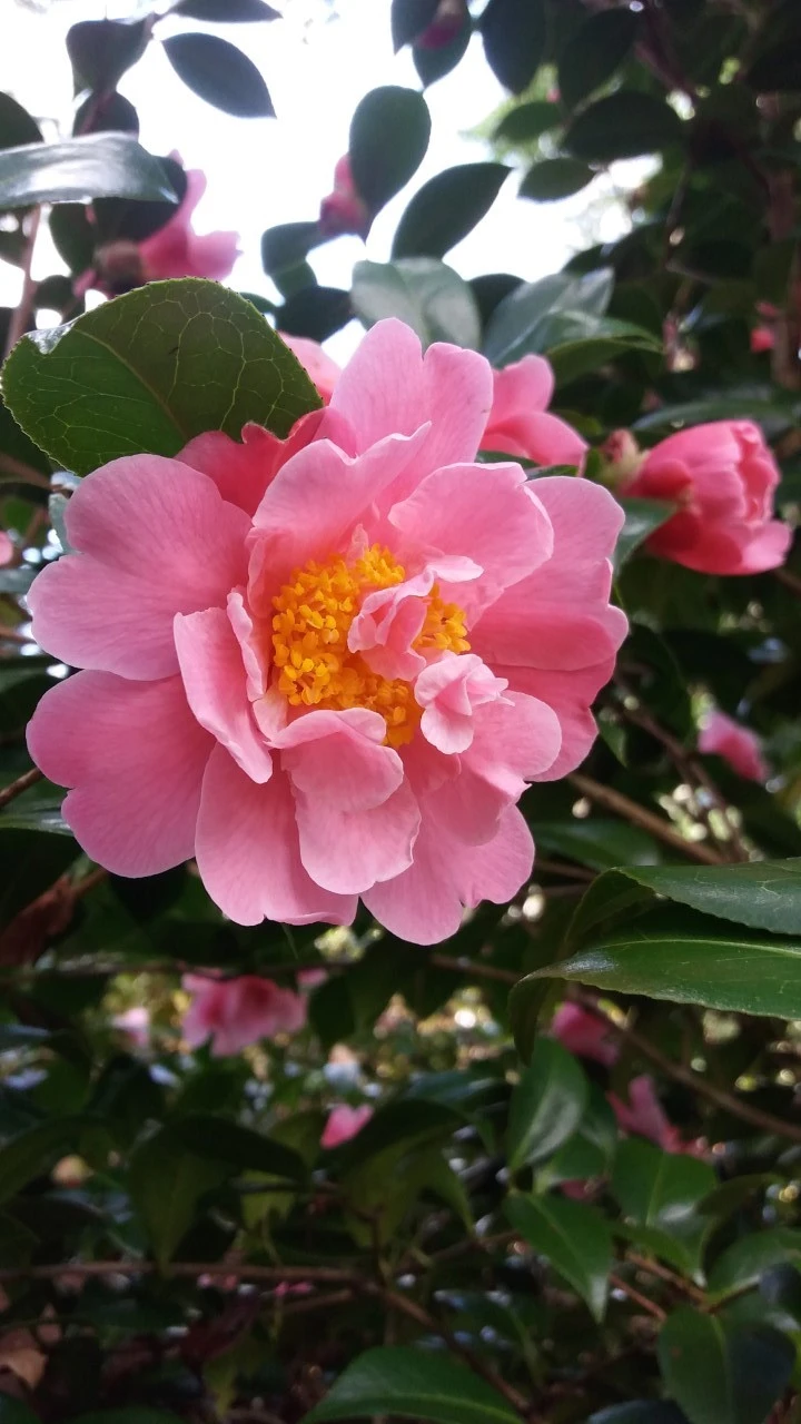 C. 'Sprite'